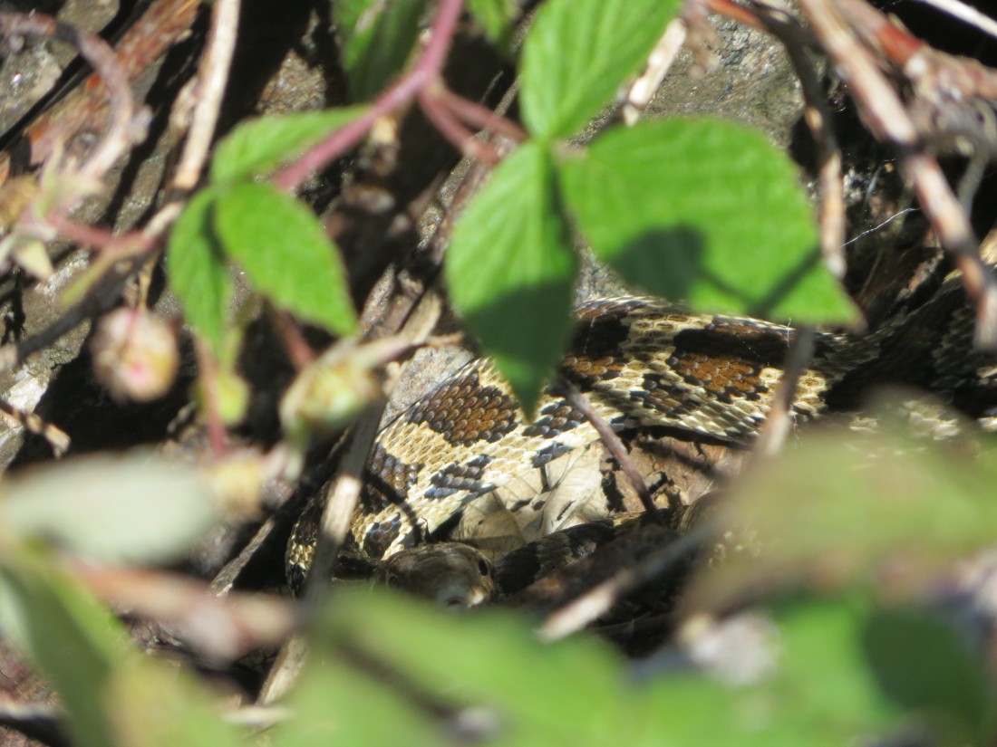 A zoomed in photo of what we think is a Massassauga Rattlesnake.  