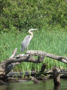 A Great Blue Heron hunting for fish.