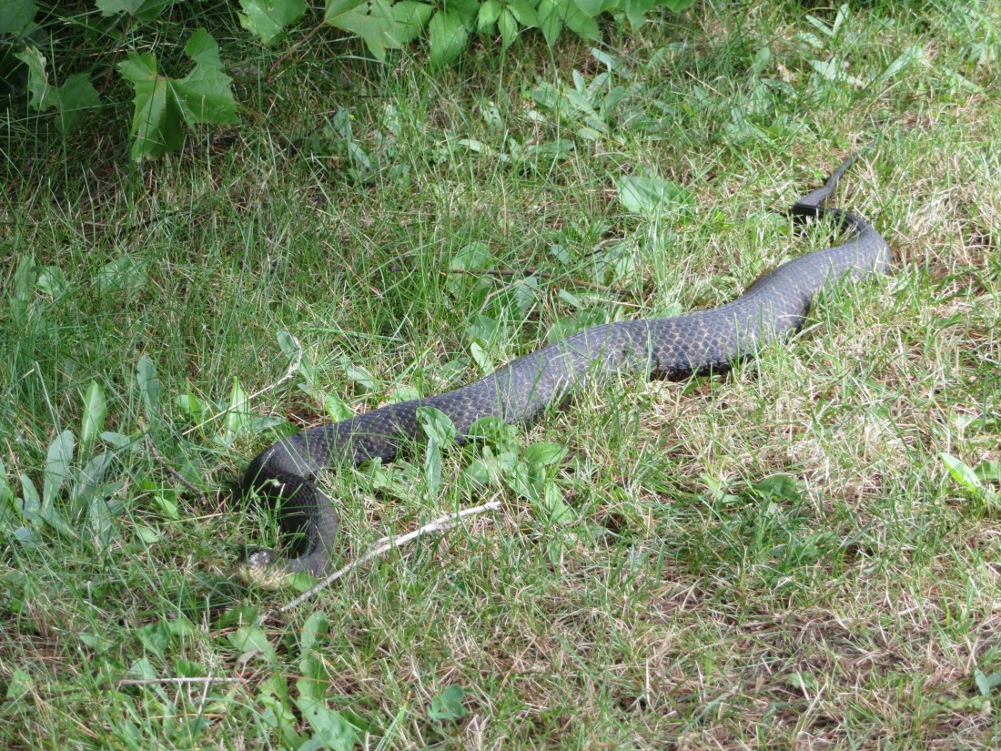 Saw this Black Rat Snake hanging out at Jones Falls Locks