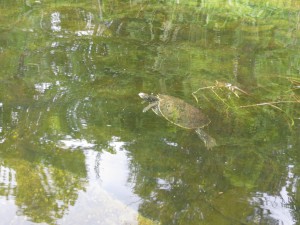 This turtle surprised us by swimming right next to the canoe.