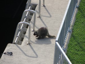 This porcupine couldn't find his way across the lock.  He didn't think to use the bridge - not as bright as the fox.