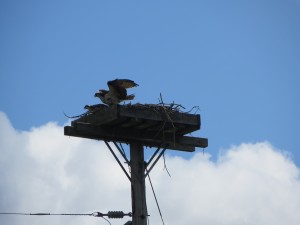 Ospreys aren't shy about letting you know that you aren't welcome near their nest.