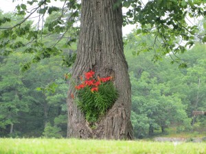 Many of the Lockmasters take a lot of pride in their stations.  At Lovesick lock, there were flowers planted in a tree cavity.  Beautiful!